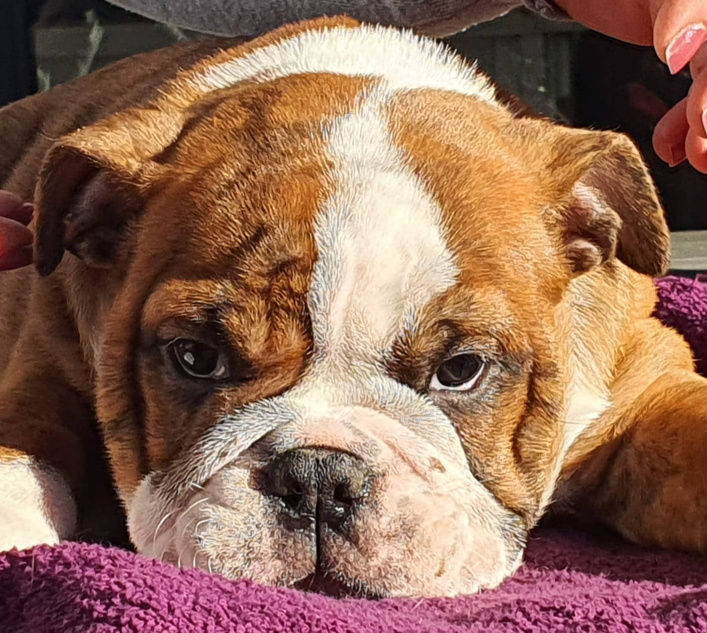 English Bulldog Sunny Background