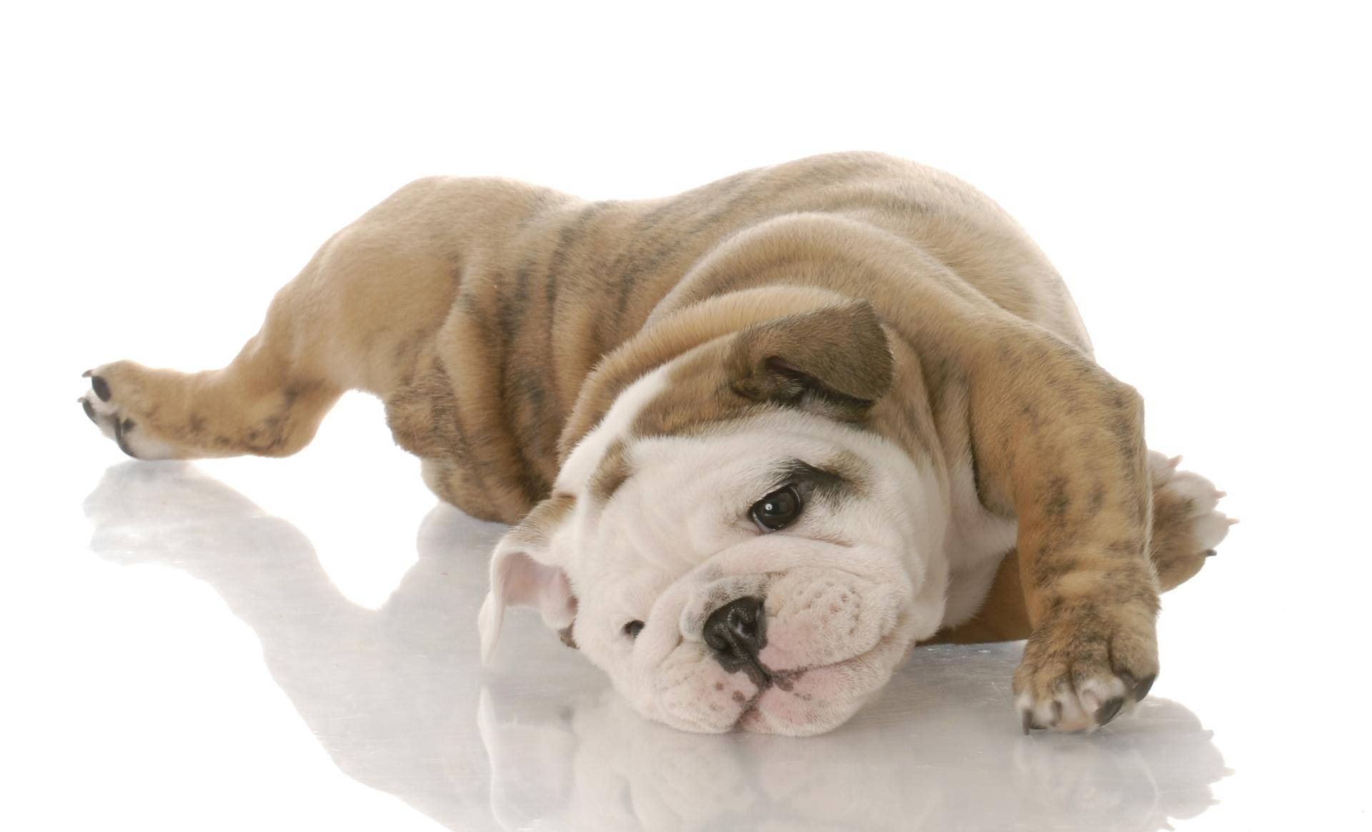 English Bulldog White Background