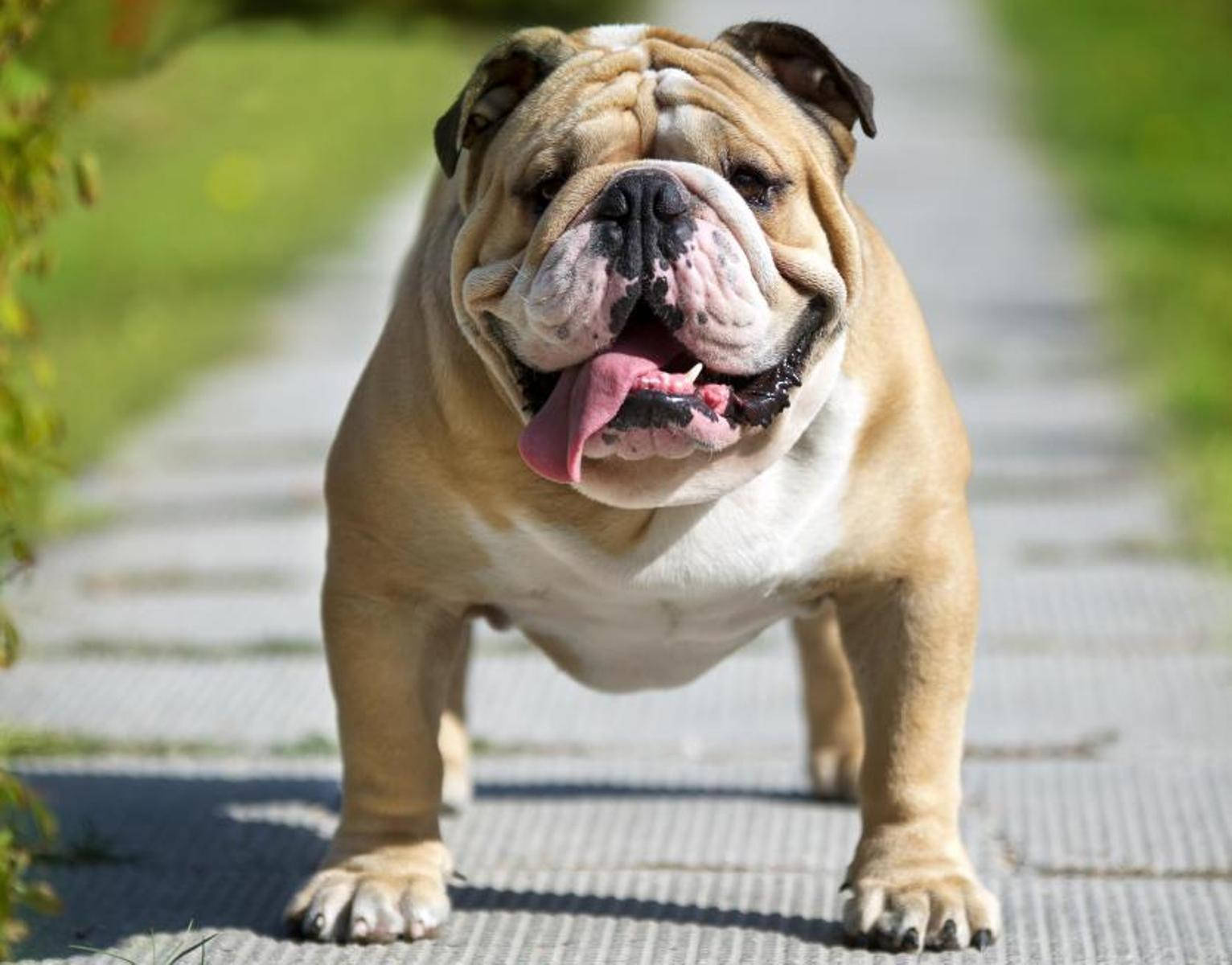 English Bulldog Wrinkled Face