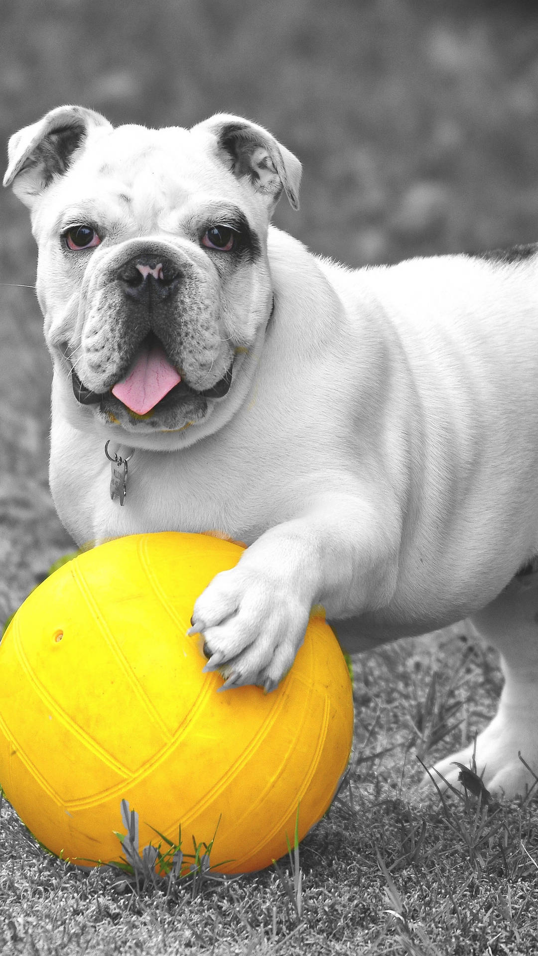 English Bulldog Yellow Ball