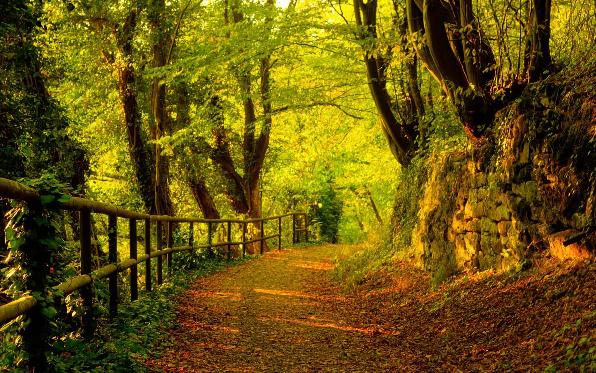 English Forest Countryside In Autumn