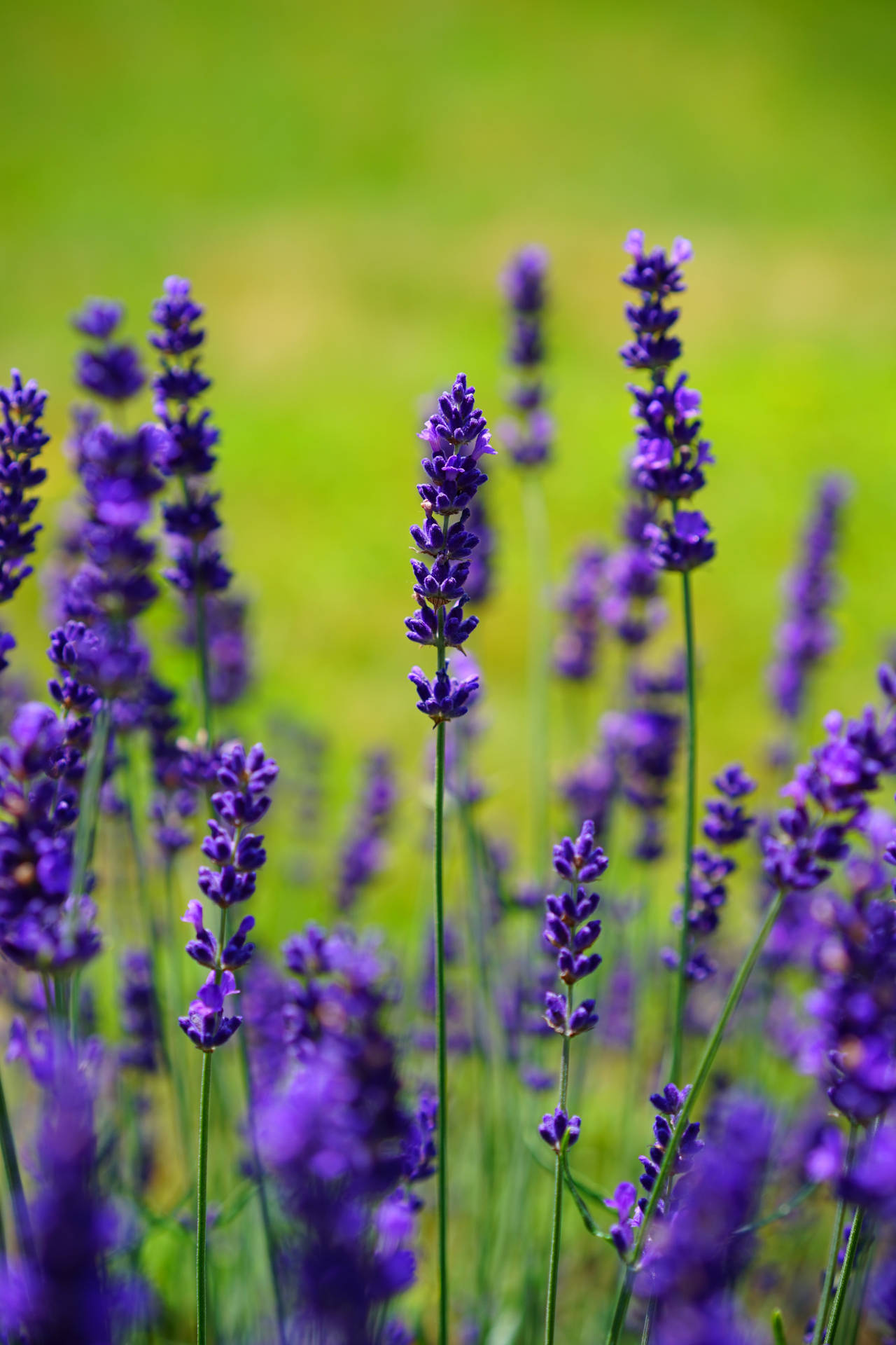English Lavender Flower Android Background
