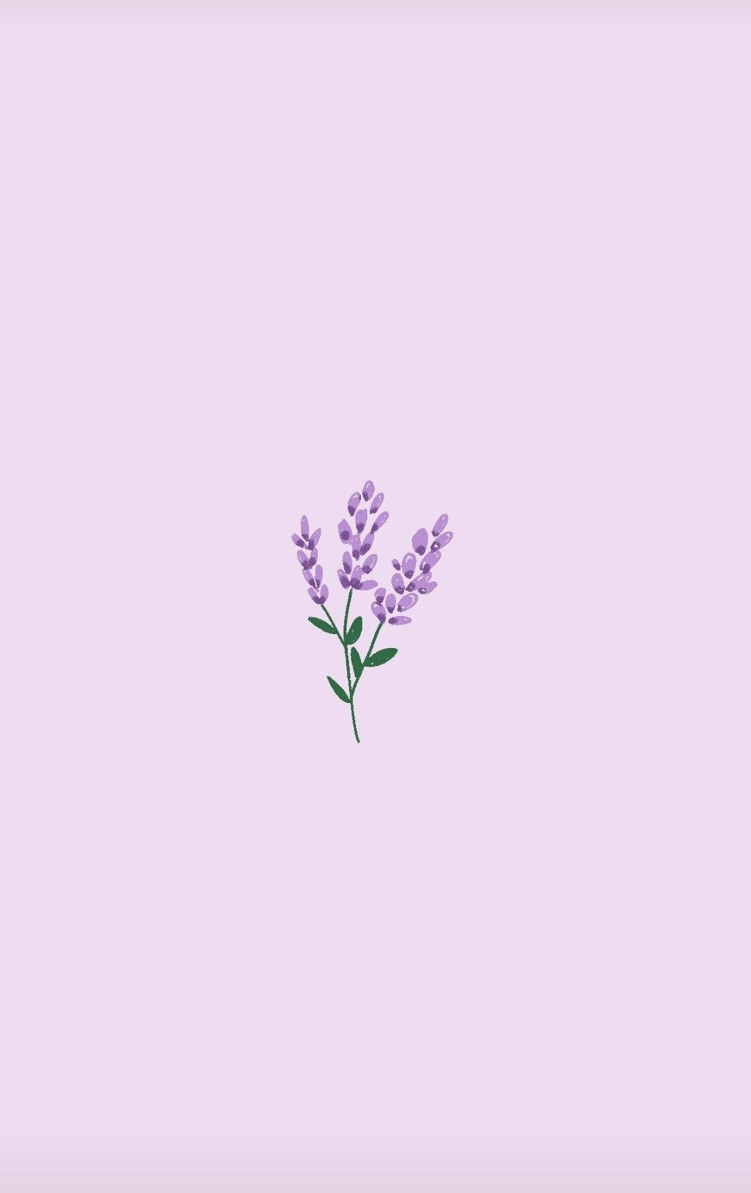 English Lavender On Light Purple Background Background