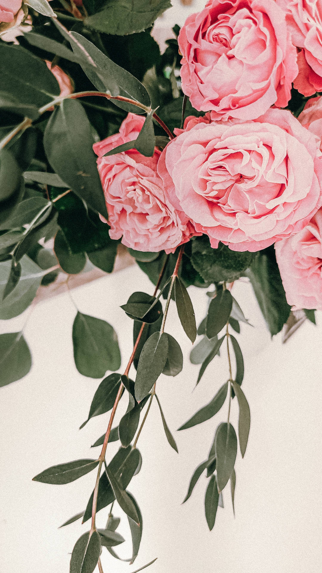 English Roses For Pink Flowers Aesthetic Background