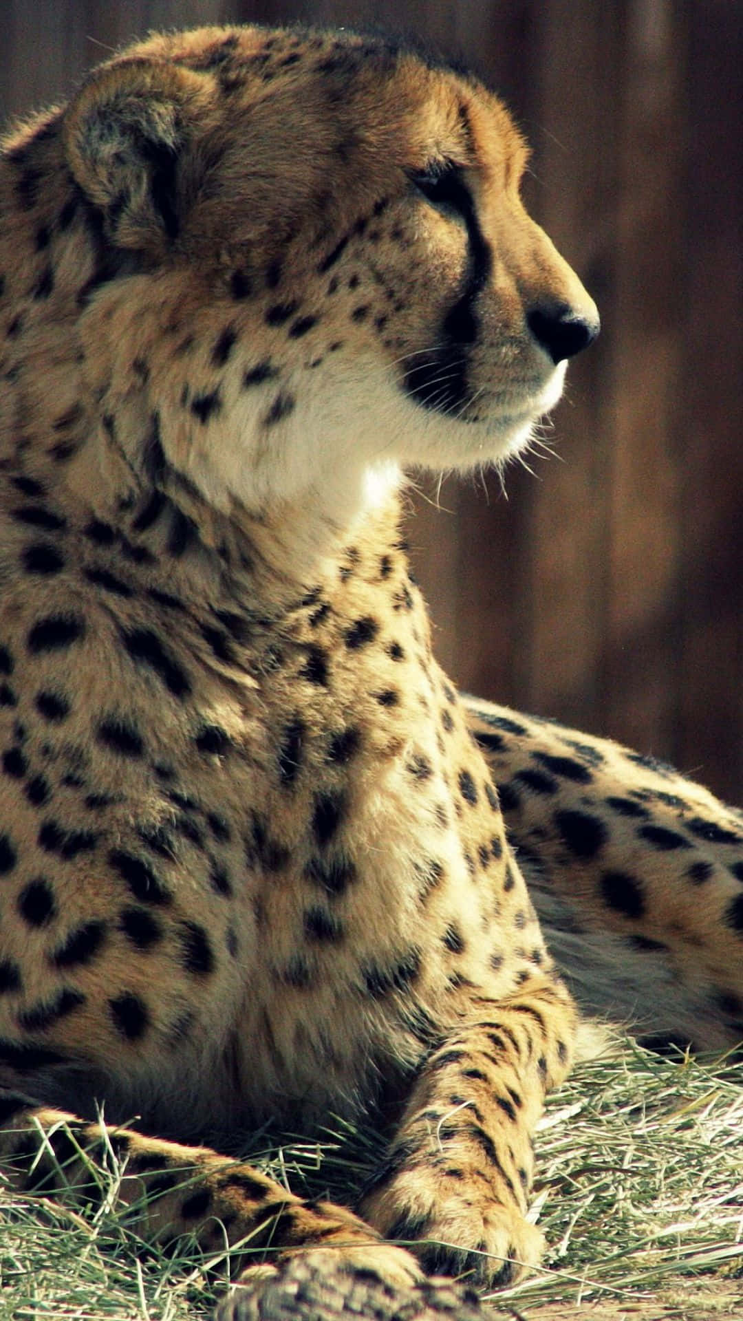 Enhance Your Device's Style With A Cheetah Iphone Wallpaper! Background