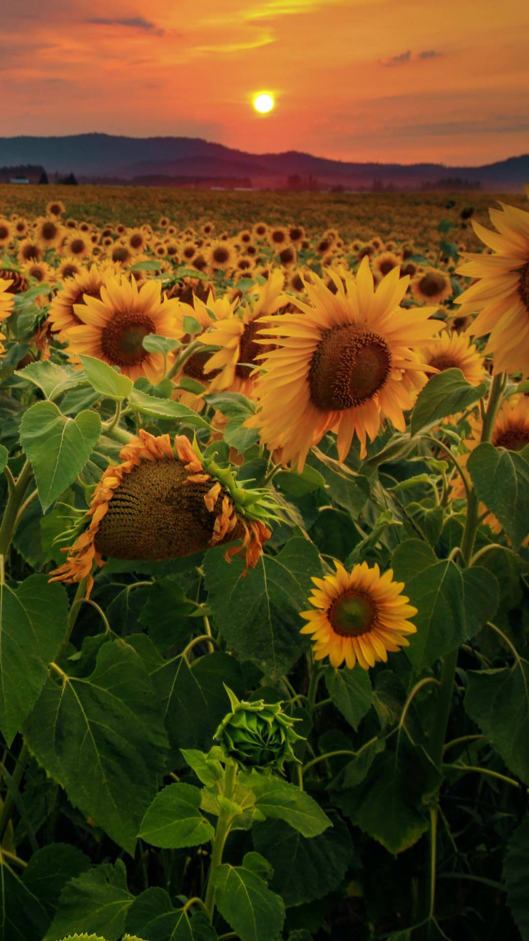 Enhance Your Home Decor With Sunflowers And Roses Background