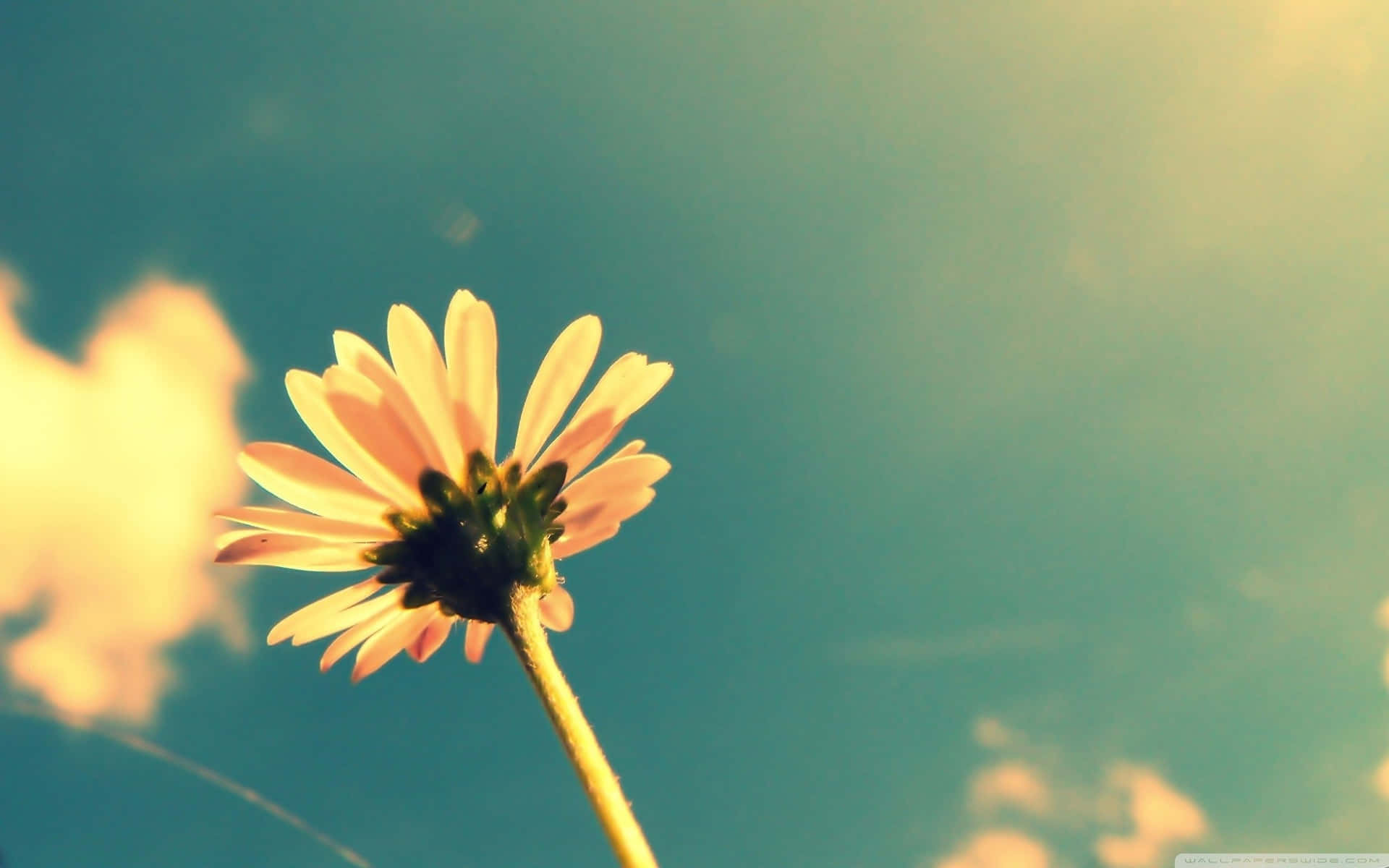Enhance Your Summer Vibes With A New Laptop Background