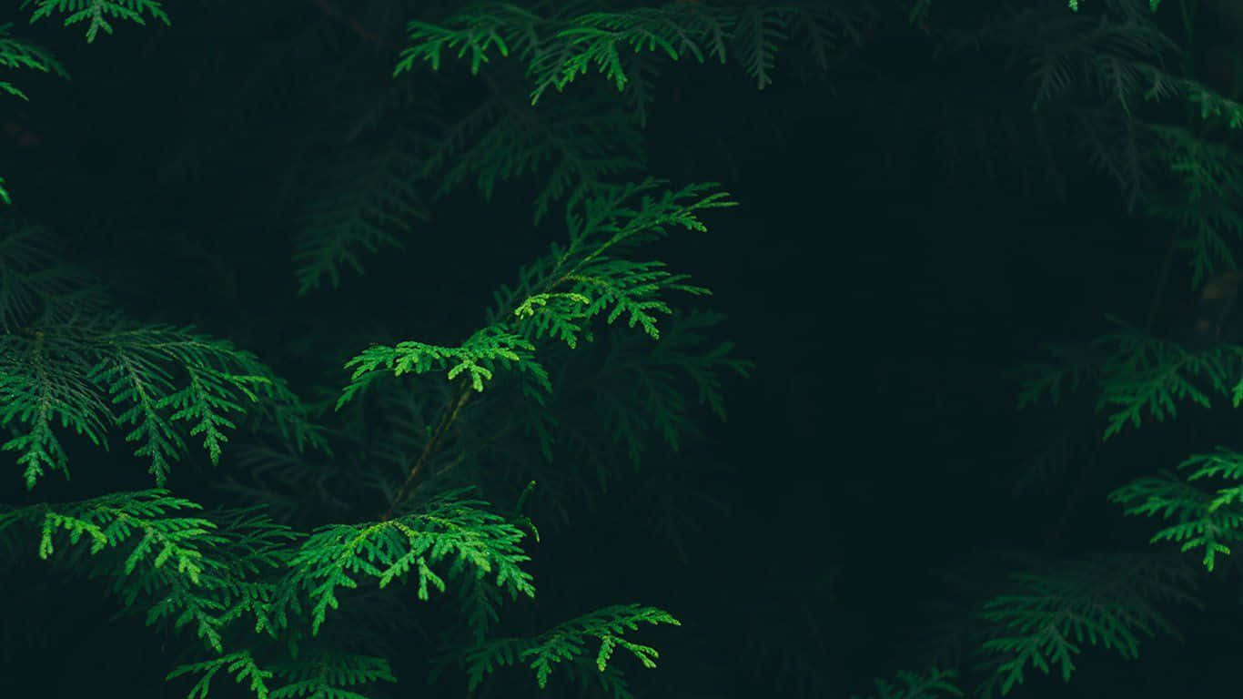 Enhance Your Workspace With A Beautiful And Vibrant Green Desktop. Background
