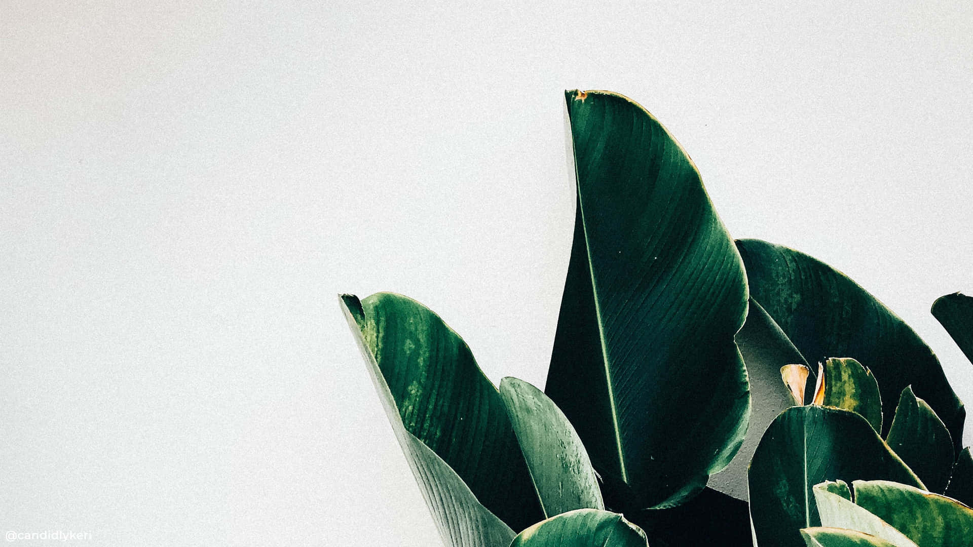 Enhance Your Workspace With This Minimalist And Modern Plant Aesthetic Laptop Background