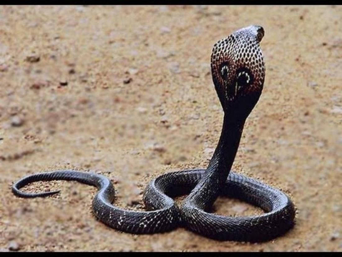 Enigmatic Black Cobra In A Striking Pose Background