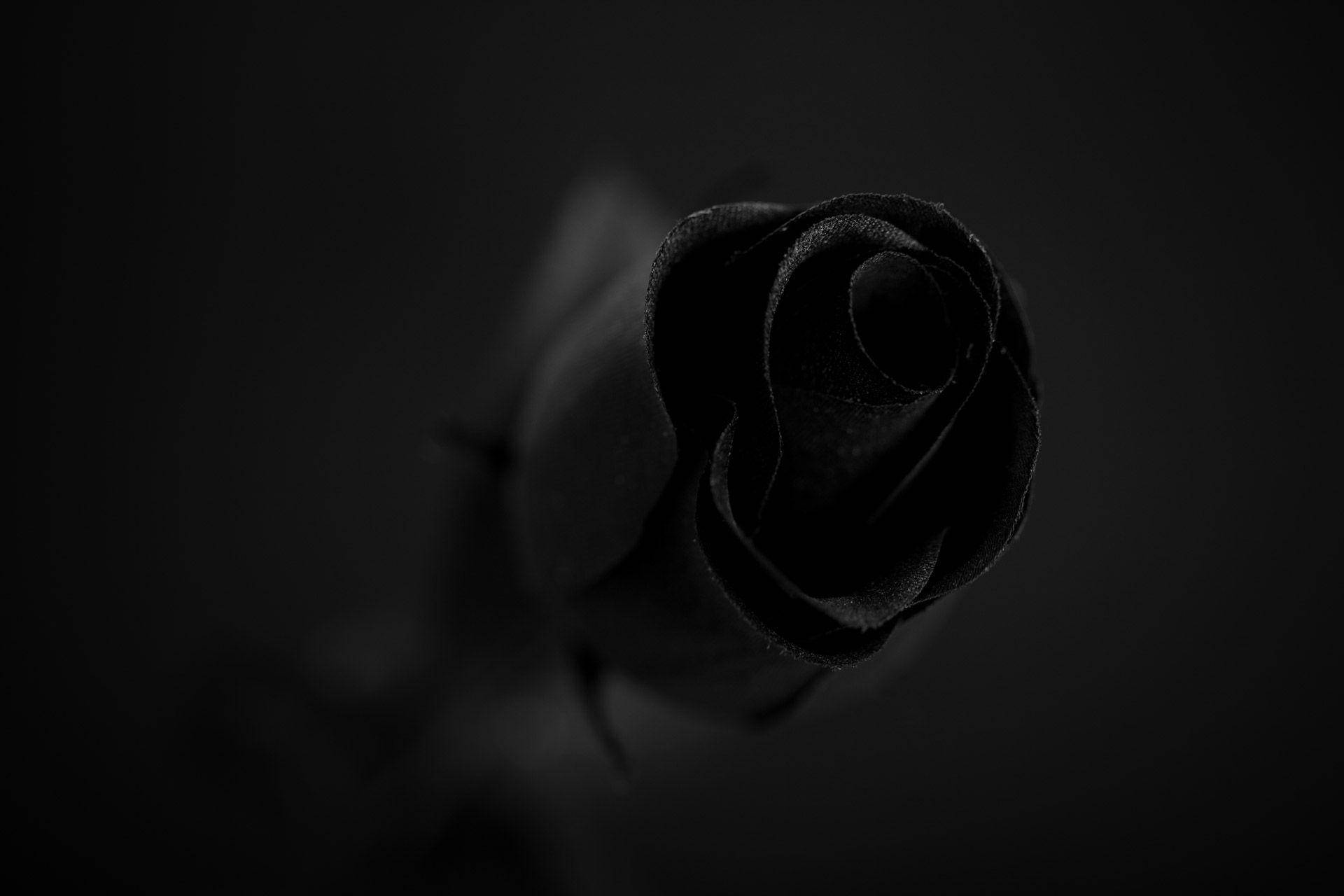 Enigmatic Black Rose In Full Bloom Background