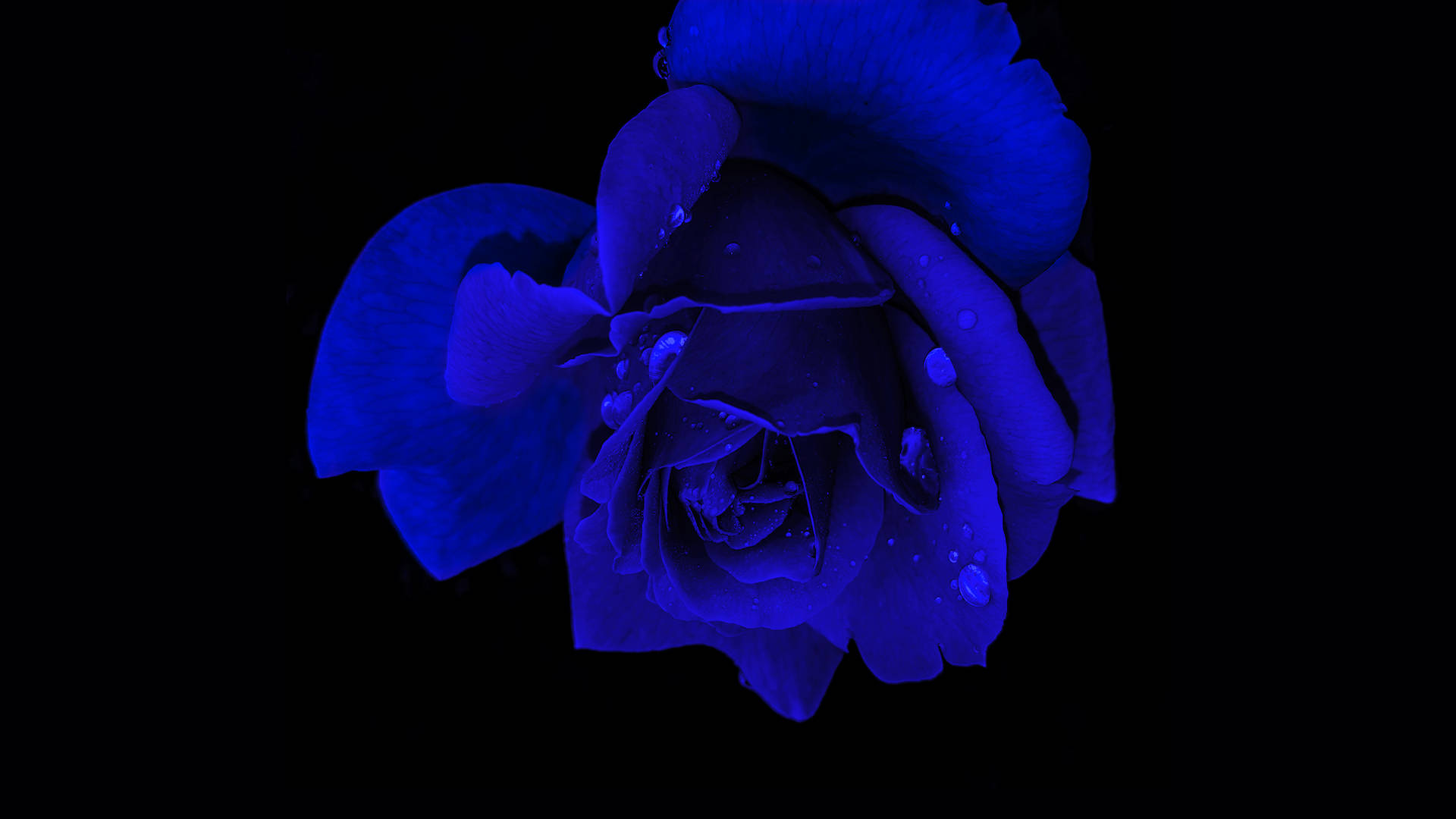 Enigmatic Blue Rose On A 4k Black Screen Background Background