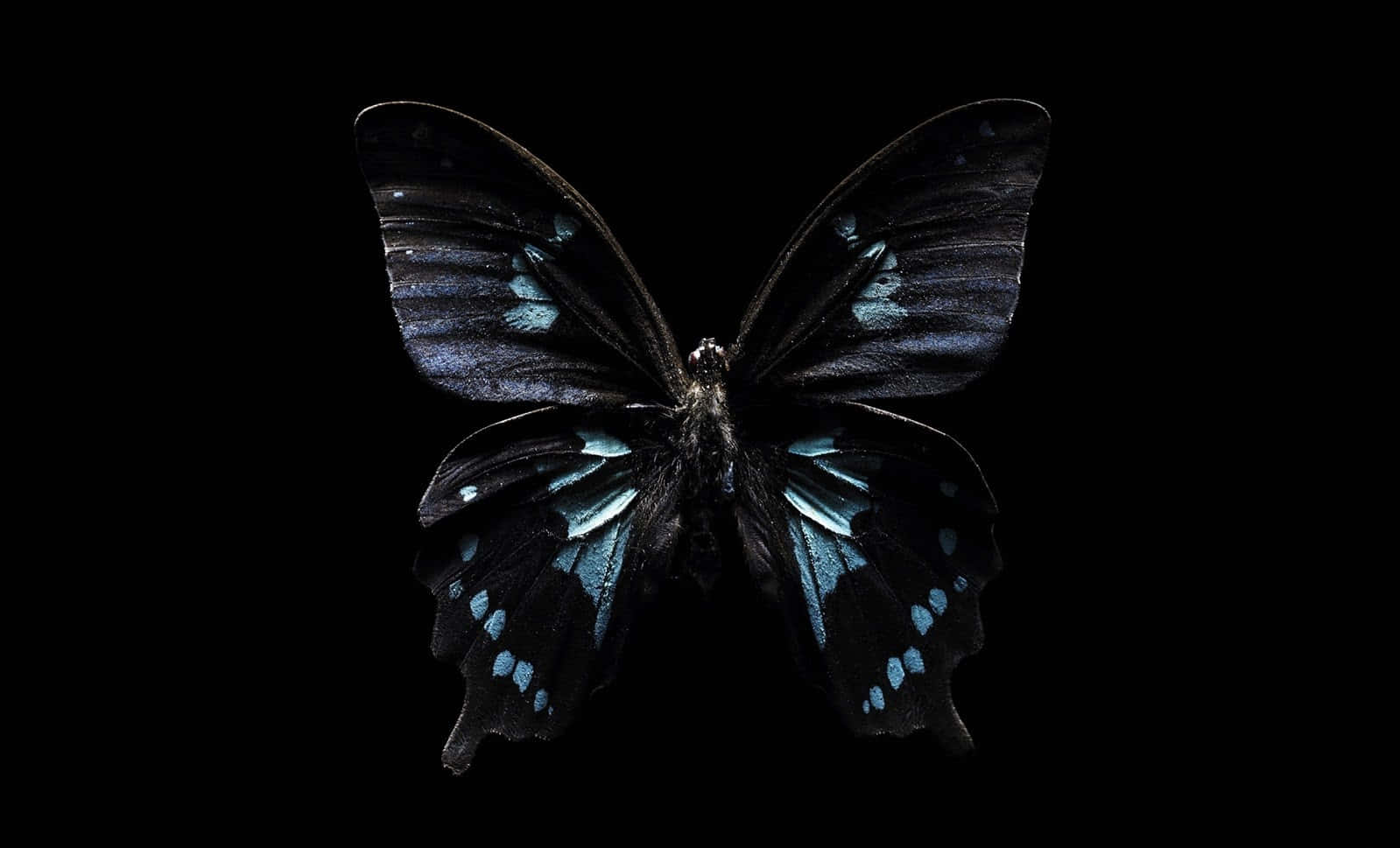 Enigmatic Dark Butterfly On A Blooming Flower Background