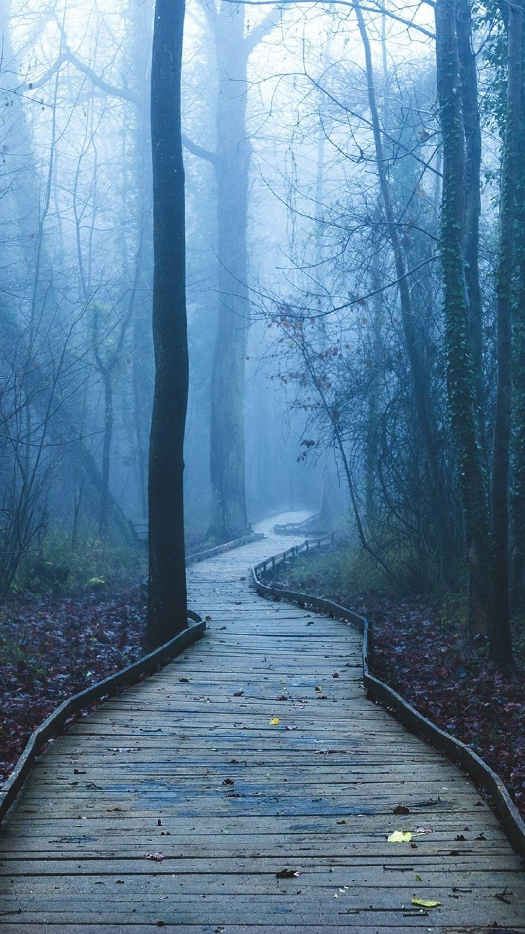 Enigmatic Foggy Forest For Iphone Background