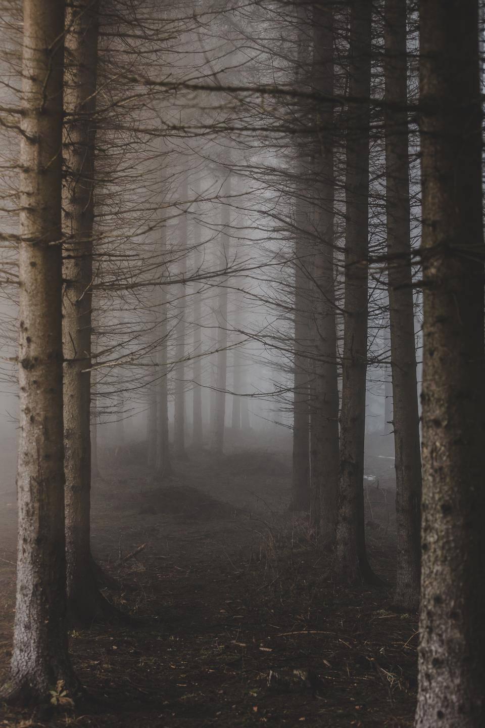 Enigmatic Foggy Forest Landscape Background