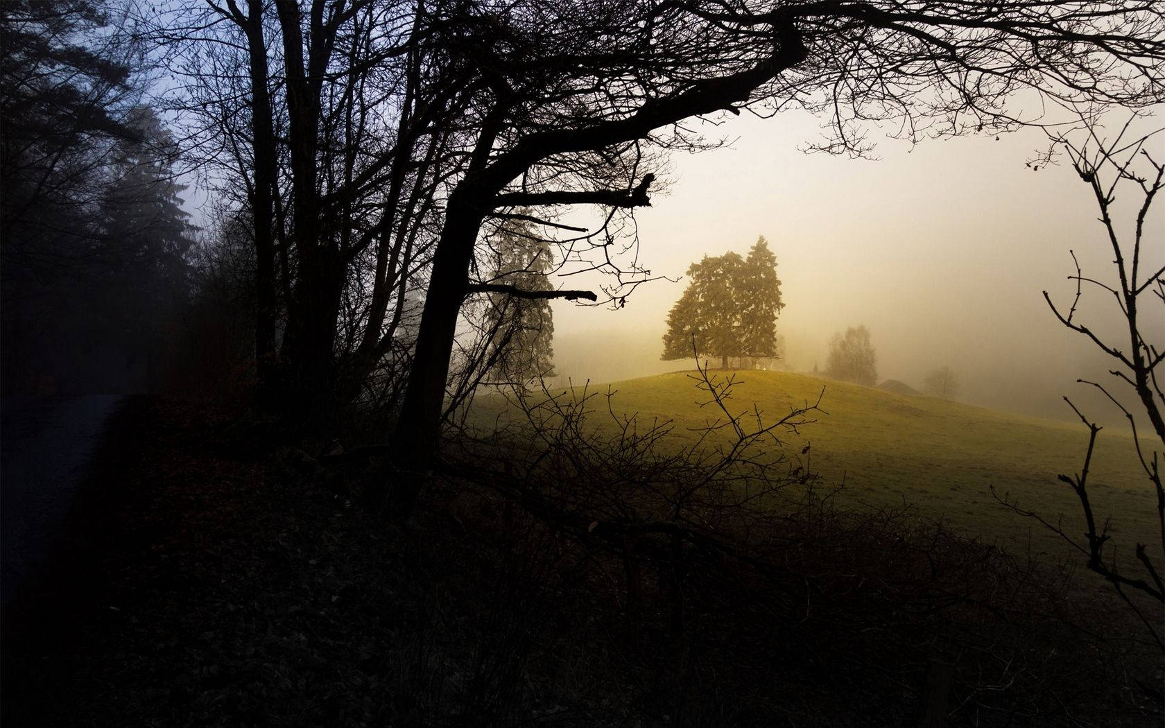 Enigmatic Forest At Twilight