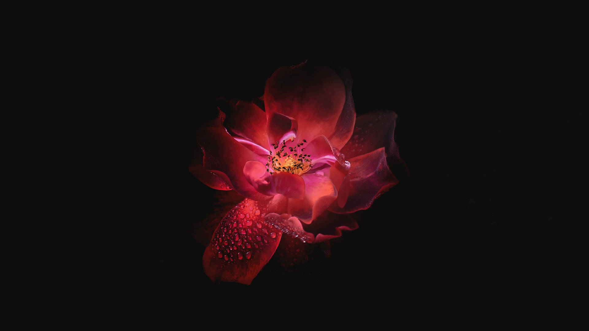 Enigmatic Ruby Blooms - Dark Hd Floral Display Background