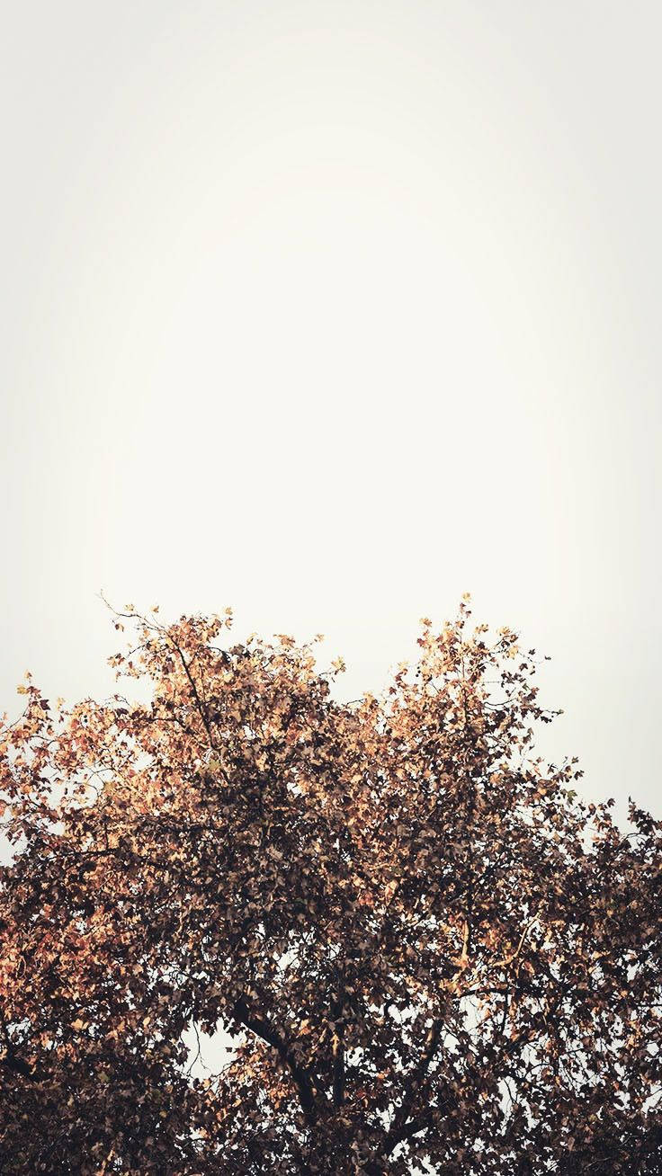 Enigmatic Solitude - A Single Tree Against The Ethereal White Sky, Encapsulating The Melancholic Beauty Of Fall. Background