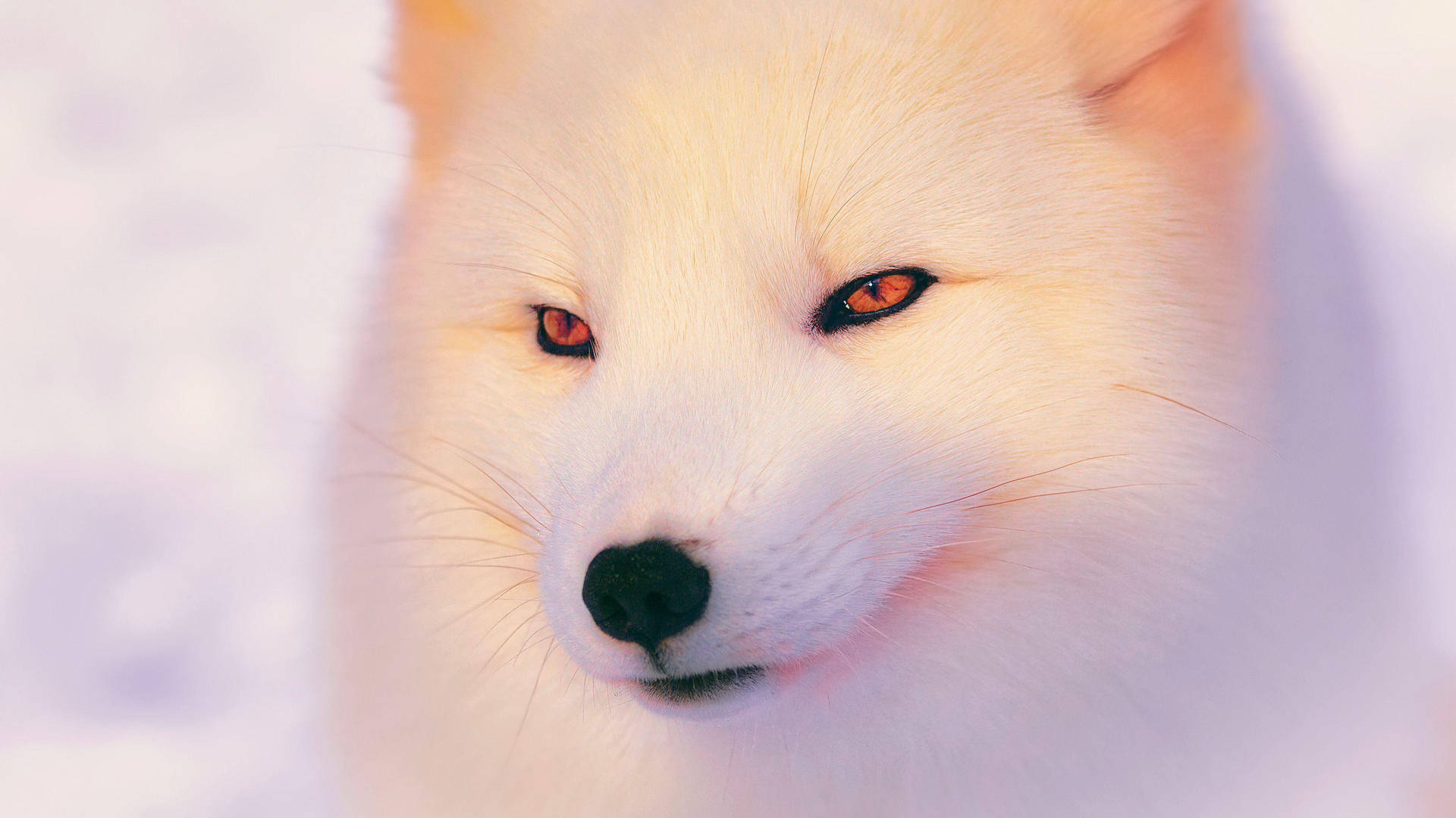 Enigmatic White Fox With Hypnotizing Orange Eyes Background