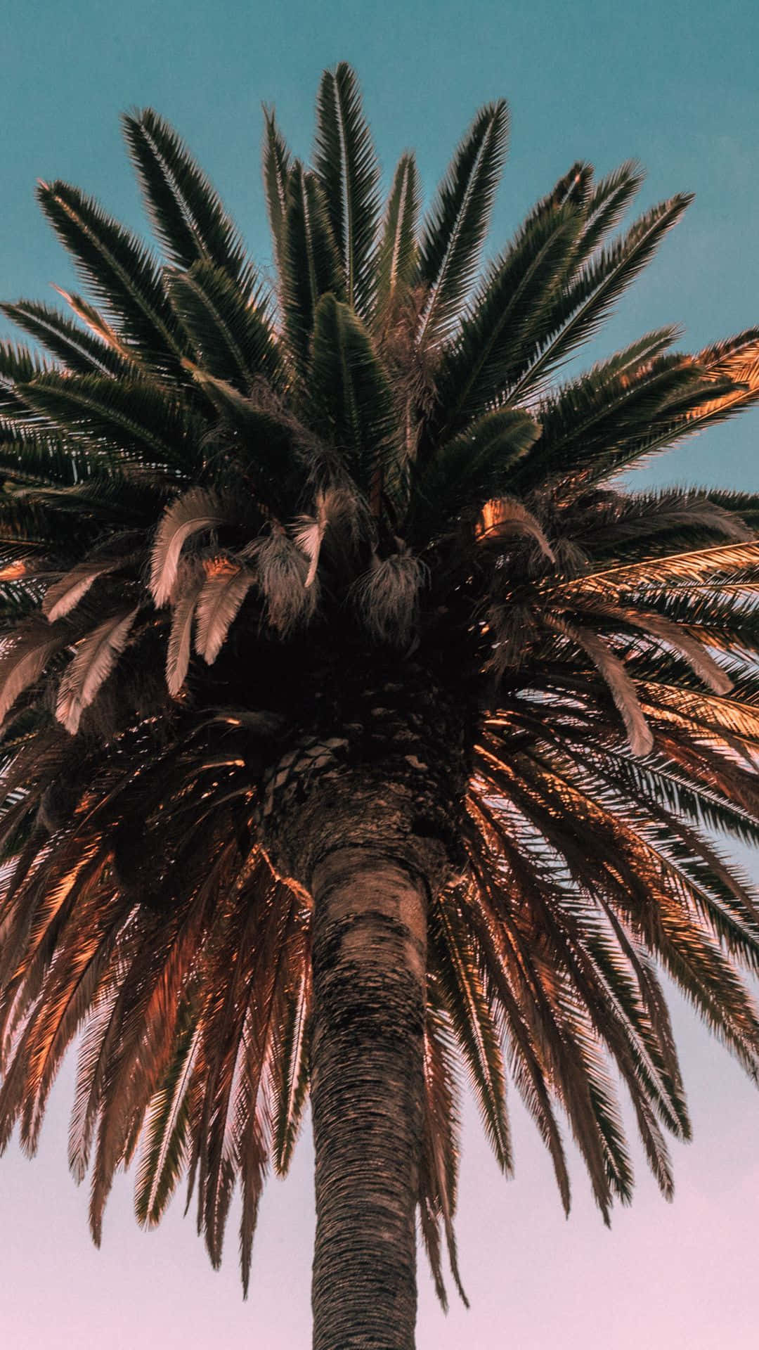 Enjoy A Beach View While You Stay Connected With Your Palm Tree Iphone