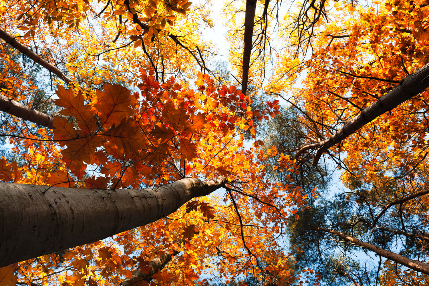 Enjoy A Beautiful Autumn Day With A View Of Vibrant Fall Foliage Background