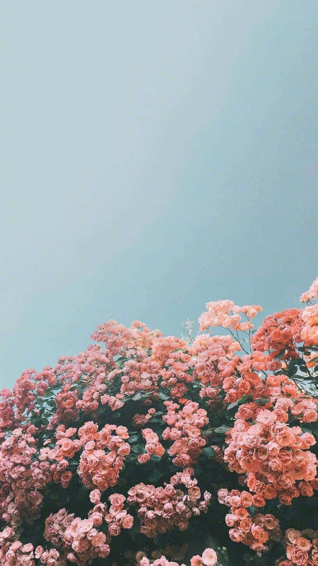 Enjoy A Beautiful Combination Of Colors And Shapes With This Delicate Floral Aesthetic Iphone Wallpaper.