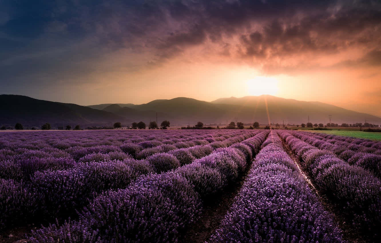 Enjoy A Beautiful Day In A Colorful Lavender Field