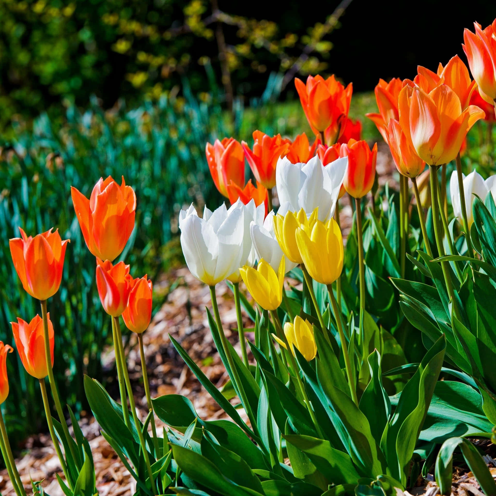 Enjoy A Beautiful Day Outdoors With Your Ipad! Background