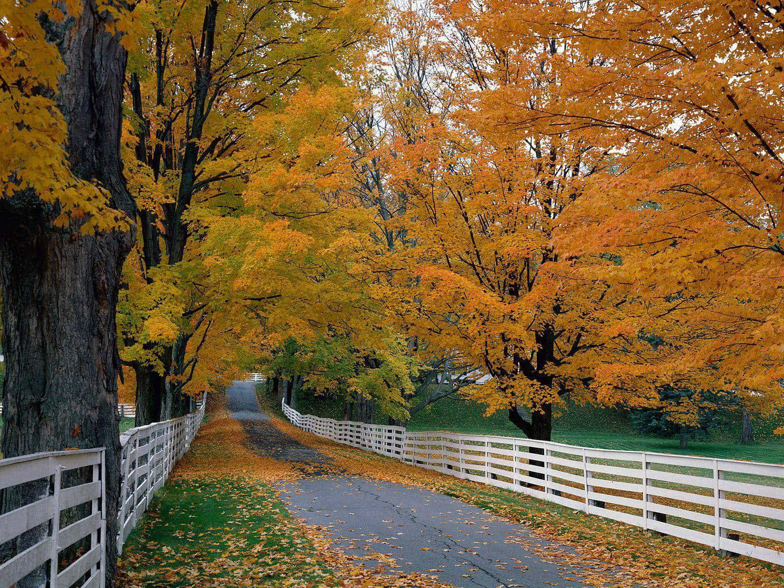 Enjoy A Beautiful Nature View Of A Meadow Near A River With A Bridge.