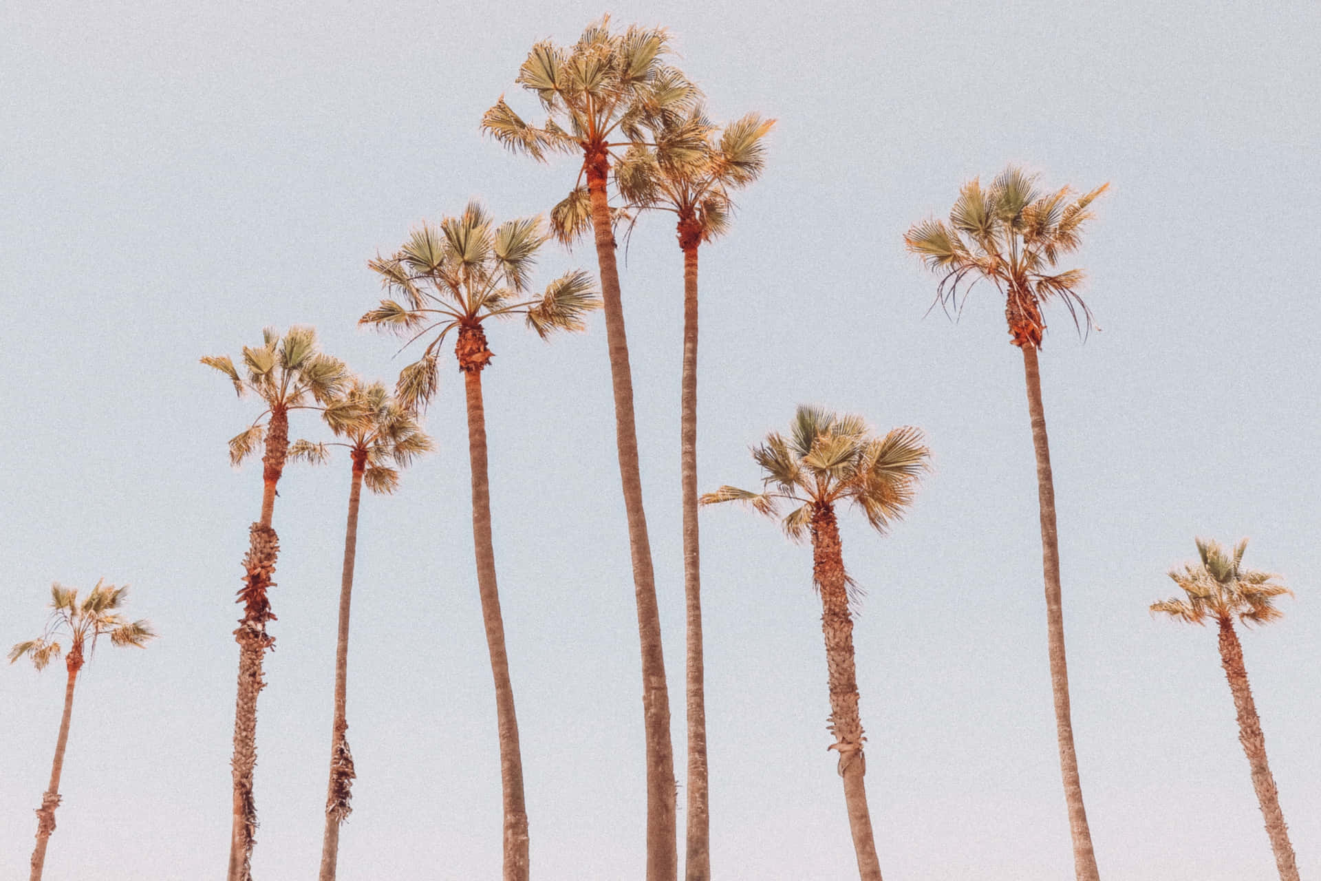 Enjoy A Beautiful Paradise With This Palm Tree Desktop Background