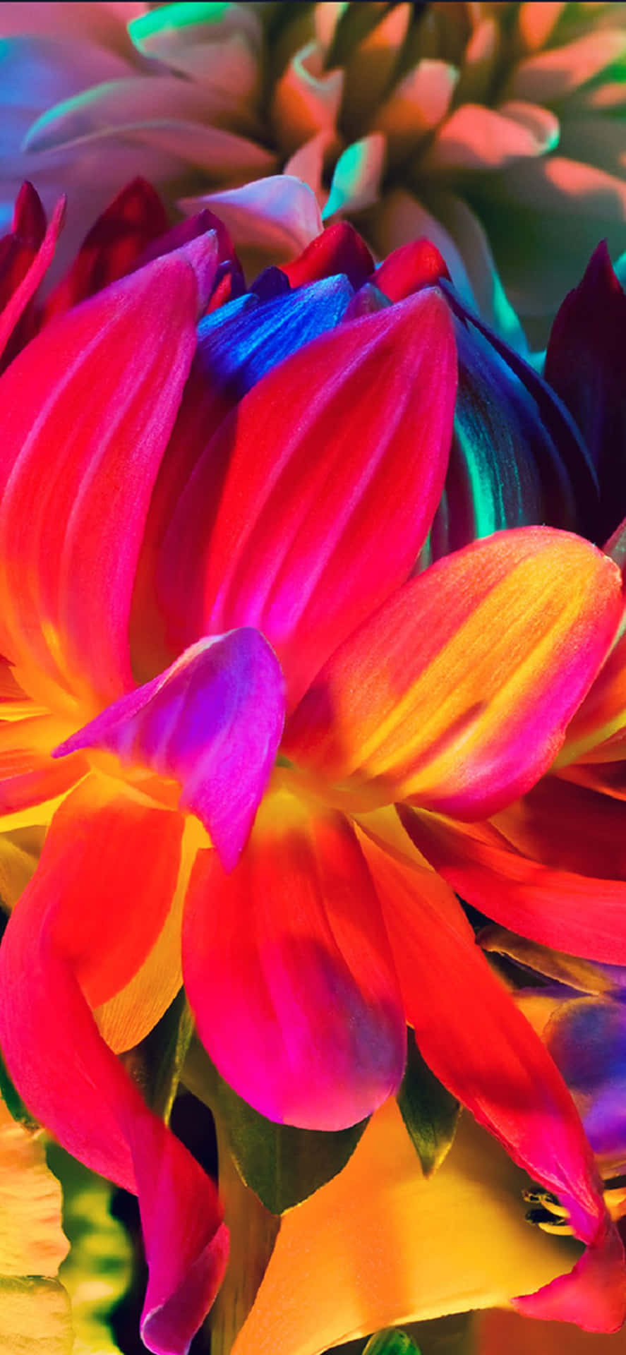 Enjoy A Beautiful Rainbow Garden Of Flowers On Your Iphone! Background