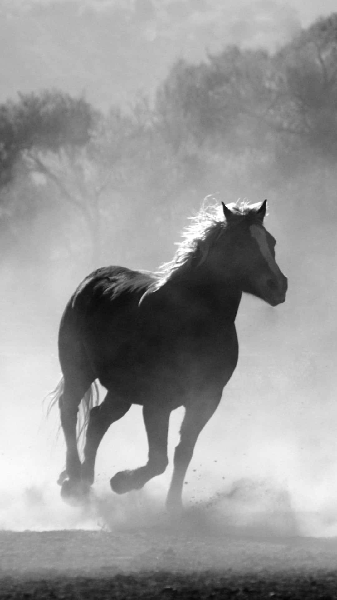 Enjoy A Beautiful Sunset Ride With A Horse Background