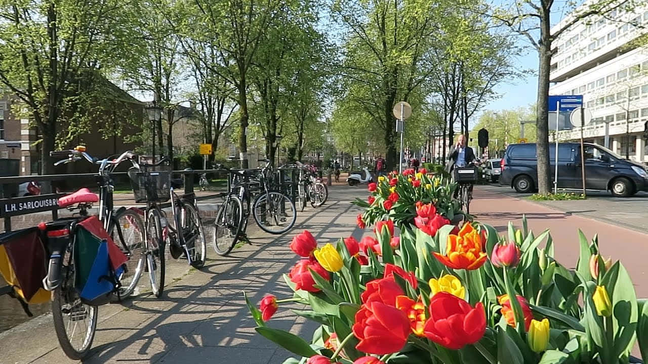 Enjoy A Breezy Day In The Beautiful City Of Amsterdam During Spring Background