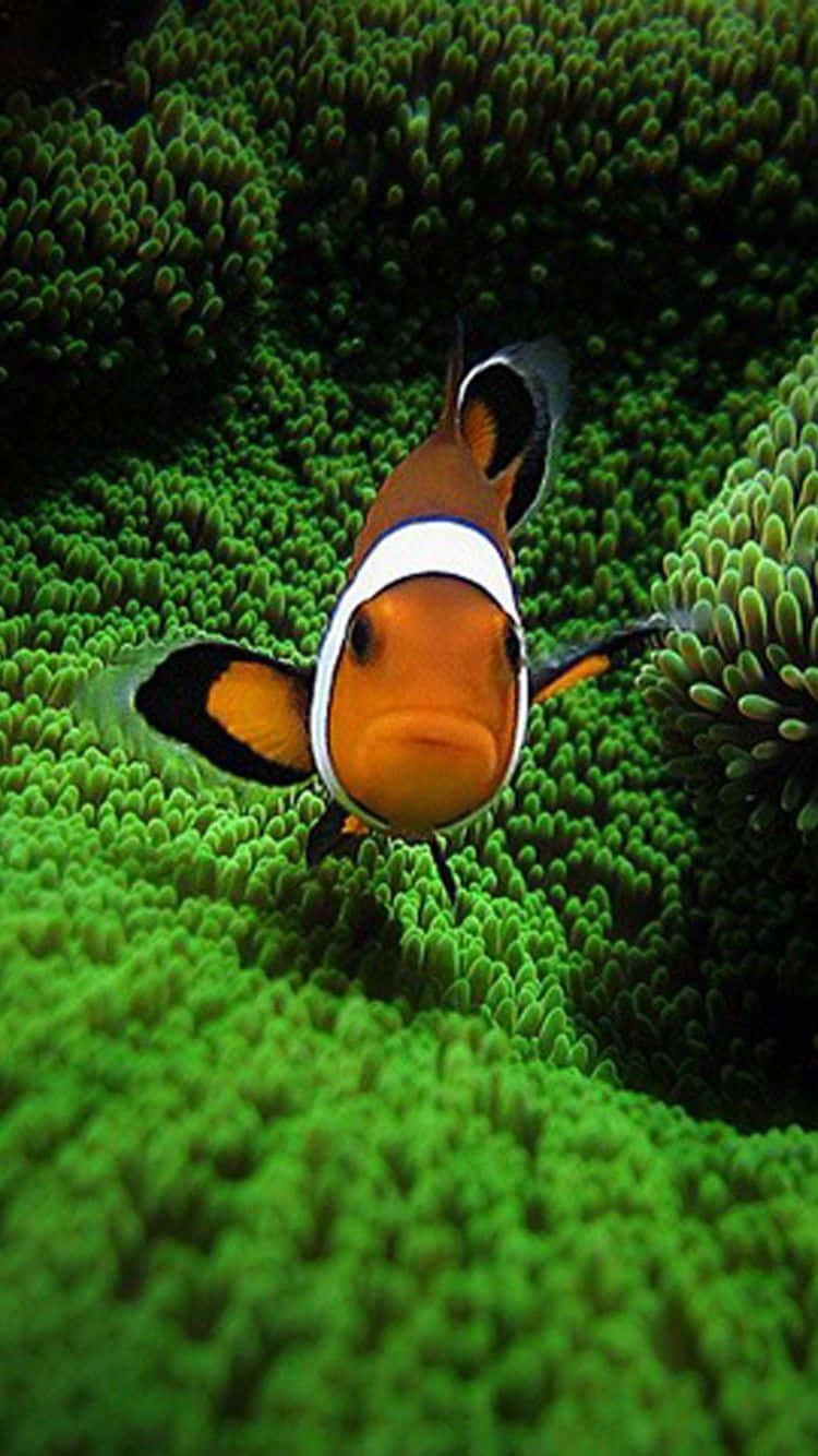 Enjoy A Bright And Colorful View Of An Oceanic Wonderland With The Clown Fish Iphone Background