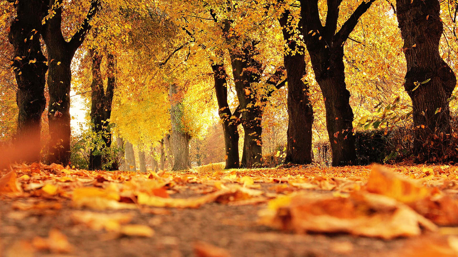 Enjoy A Cup Of Coffee With A Laptop In A Chilly Fall Afternoon Background