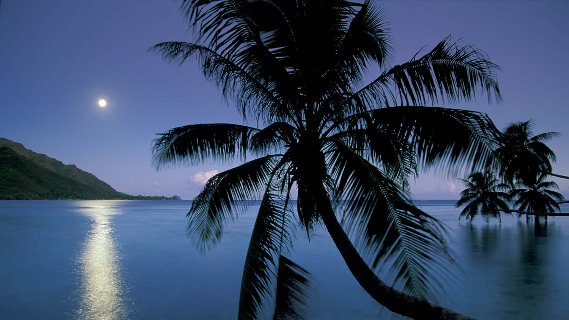 Enjoy A Day At The Beach With A Tall Palm Tree On The Horizon Background