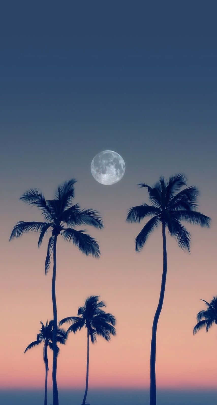 Enjoy A Day At The Beach With This Cute Palm Tree Background