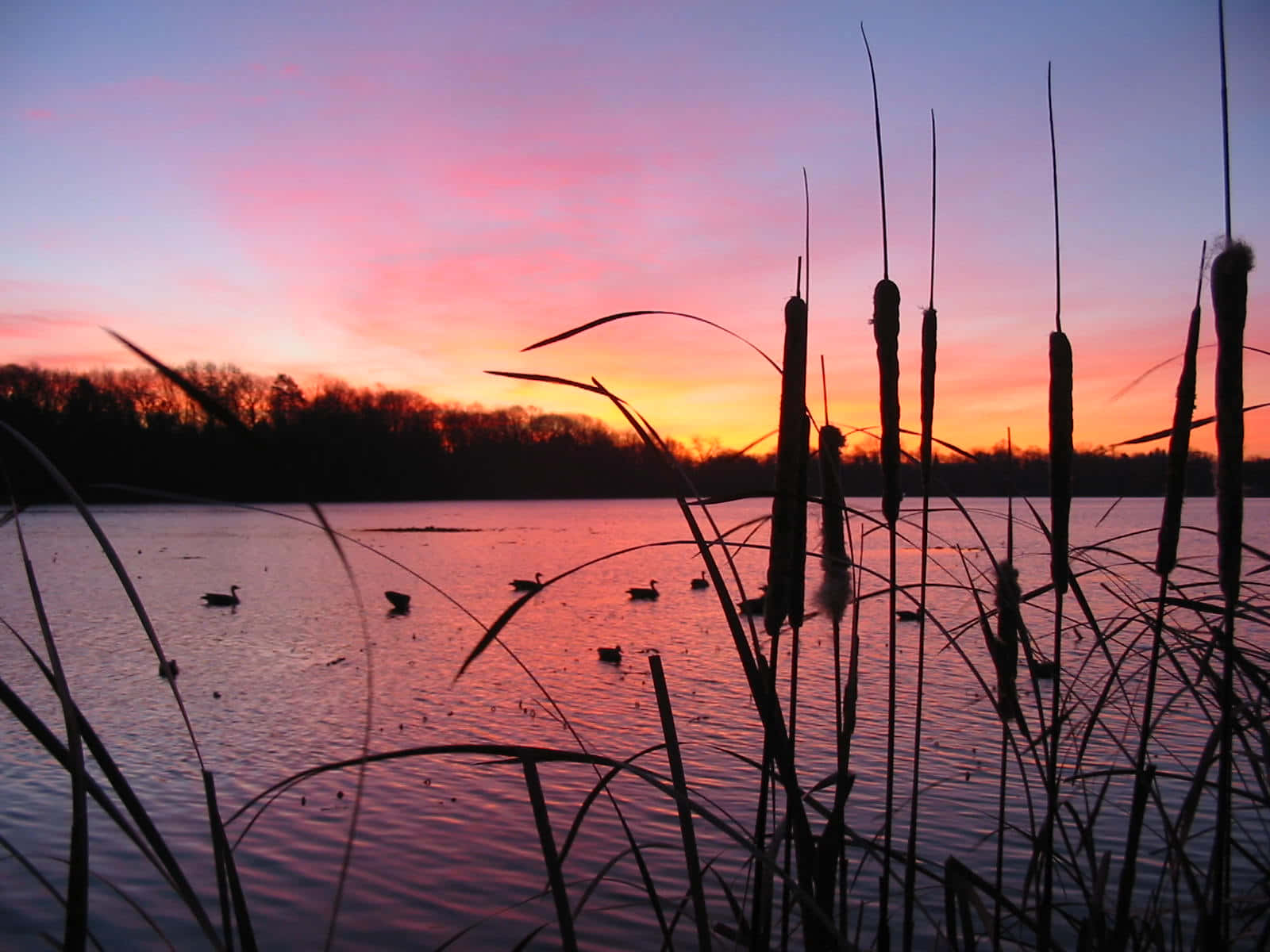 Enjoy A Day Hunting Ducks Background