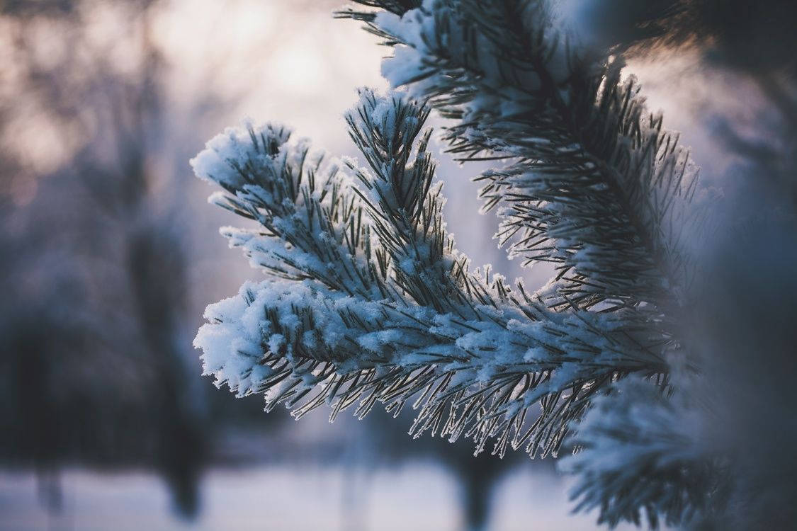 Enjoy A Gorgeous Snowy Desktop Wallpaper Background