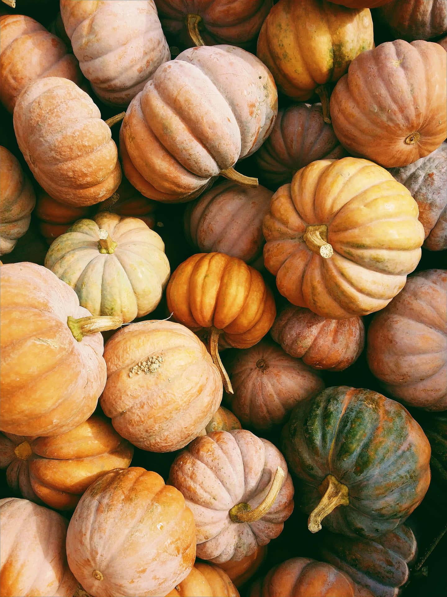 Enjoy A Happy Thanksgiving With Your Loved Ones Background