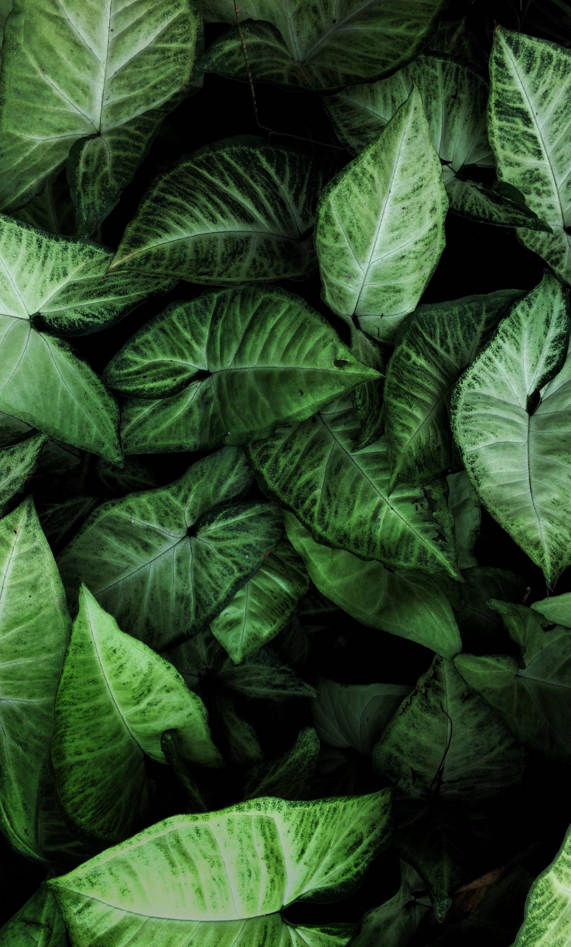 Enjoy A Nature-inspired View With Plant Iphone Background