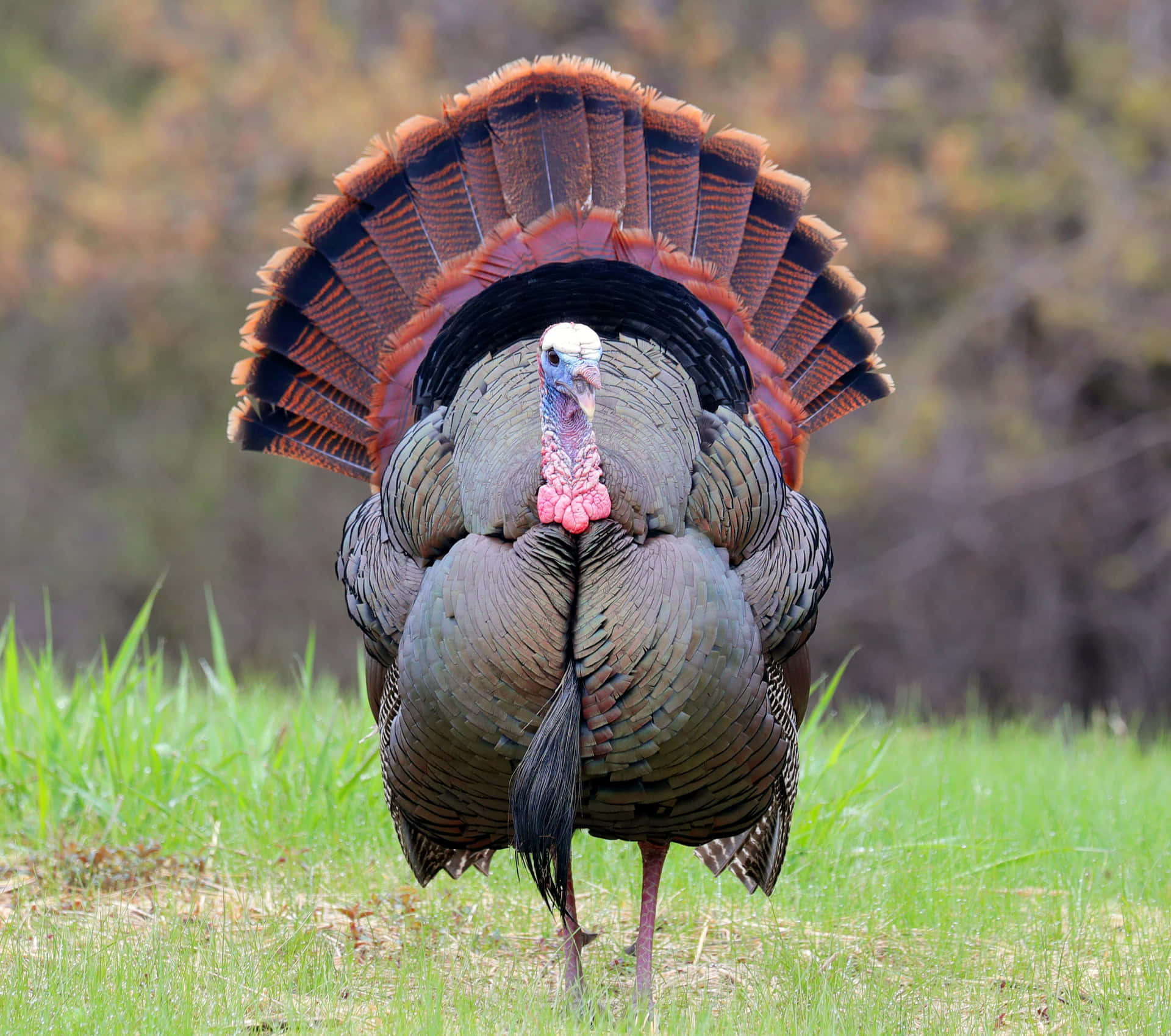 Enjoy A Peaceful Moment While Turkey Hunting Background