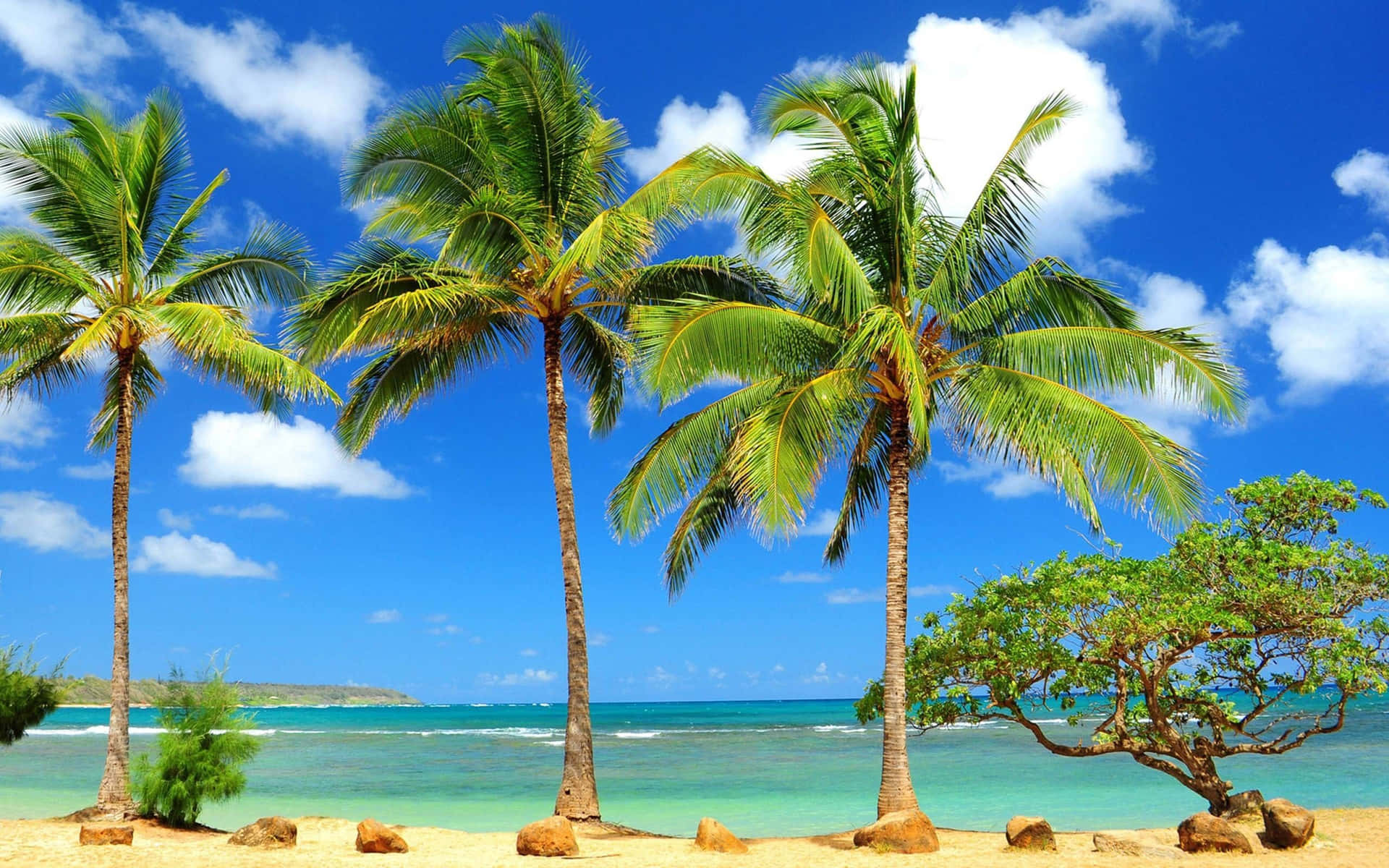 Enjoy A Relaxing Day With The Palm Trees At Paradise Beach Background