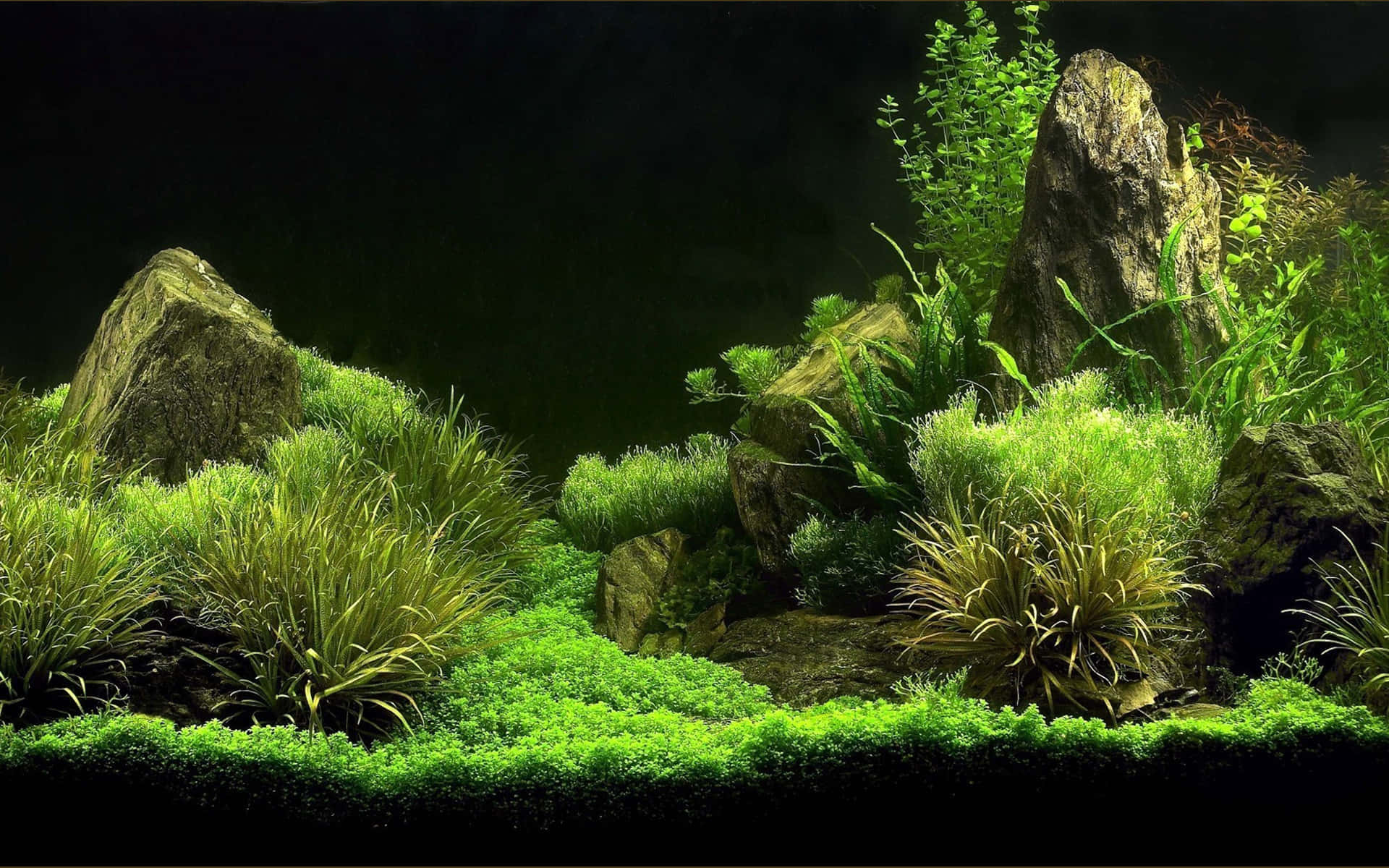 Enjoy A Relaxing View Of A Colorful Aquarium Fish Tank Background