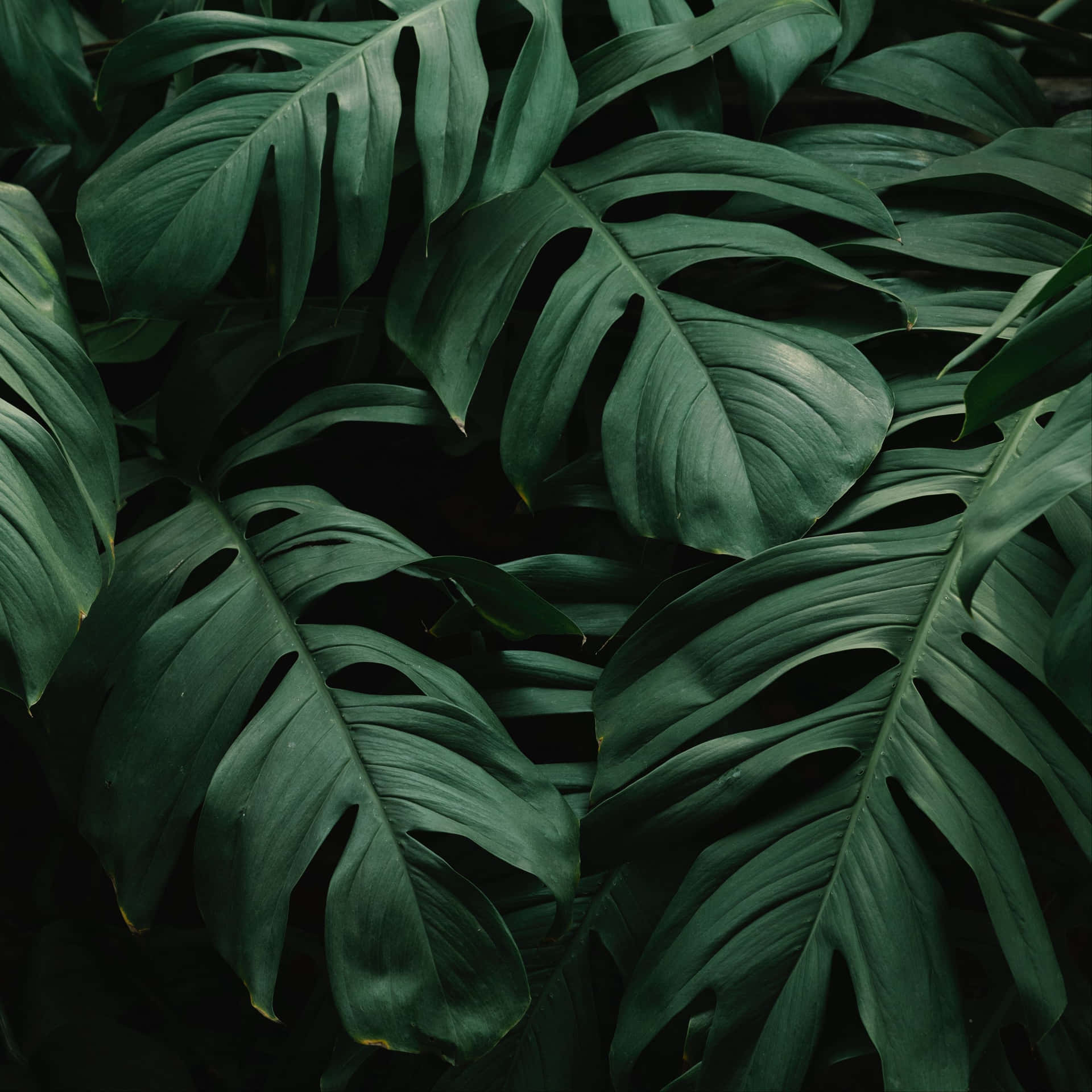 Enjoy A Relaxing View Of Stunning Tropical Leaves. Background