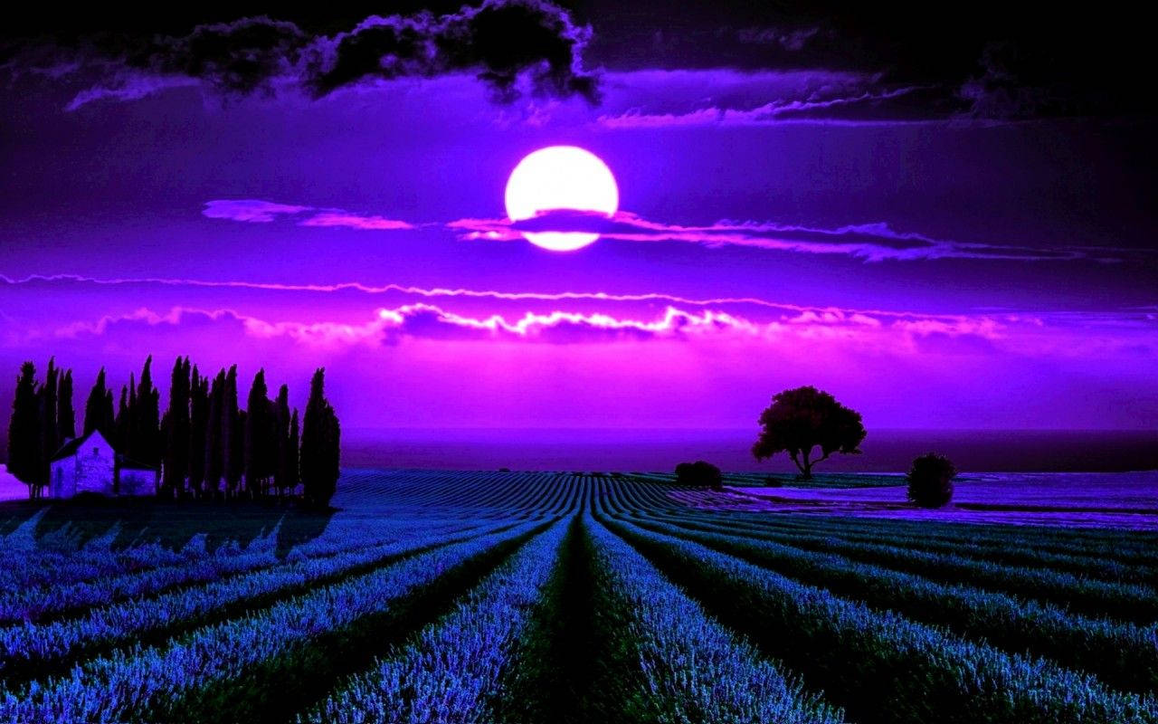Enjoy A Romantic Evening In The Moonlight Amongst A Beautiful Lavender Field
