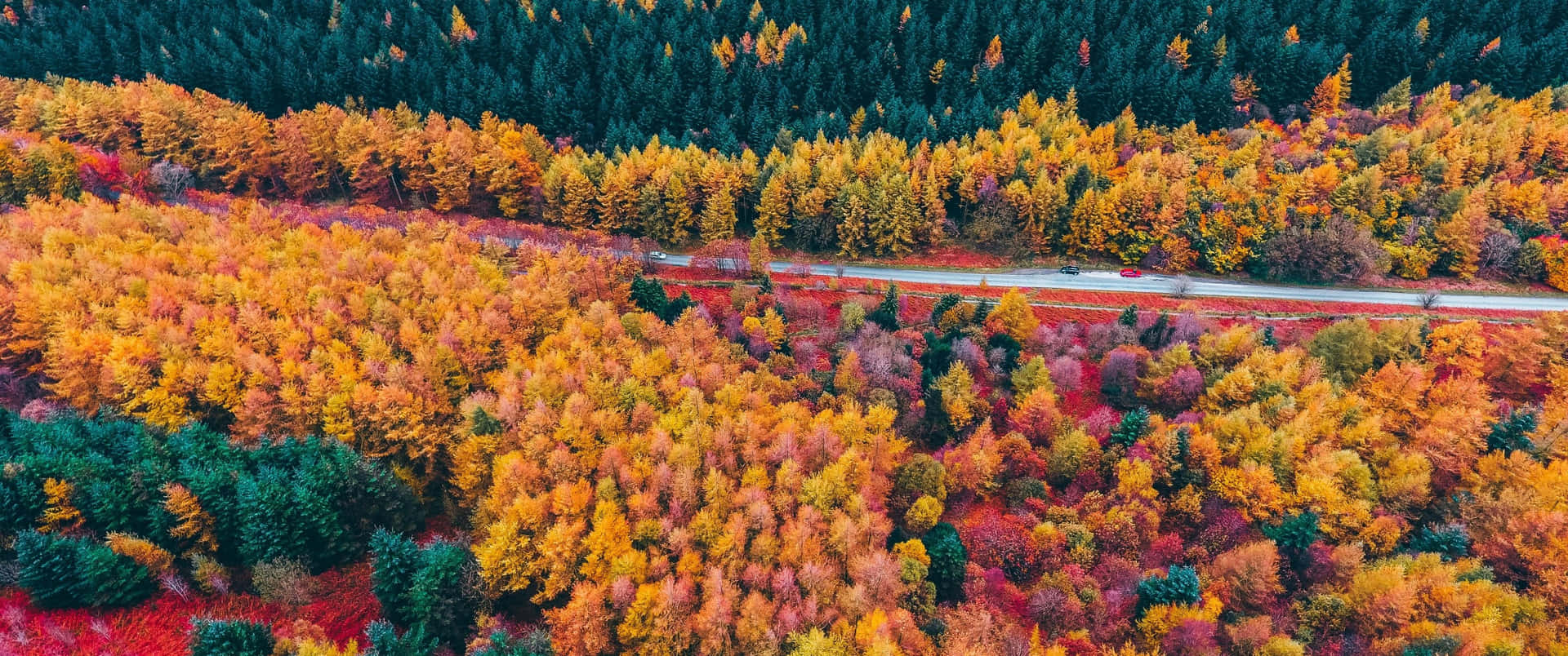 Enjoy A Scenic View Of Fall Foliage In The Countryside Background