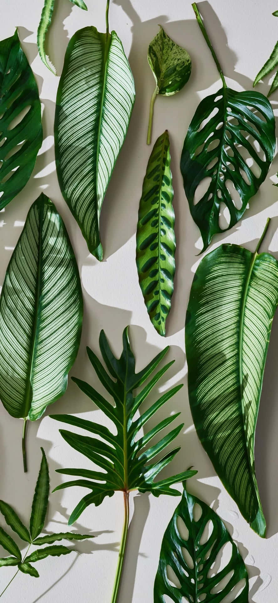 Enjoy A Touch Of Nature With This Plant Aesthetic Phone Background