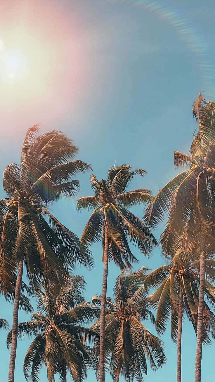 Enjoy A Tranquil Beach Vibe With A Sunset Palm Tree Iphone Wallpaper Background