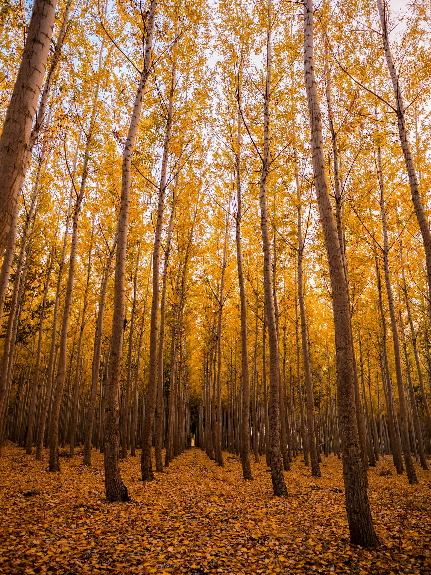 Enjoy A Tranquil Day On The Fall Farm Background